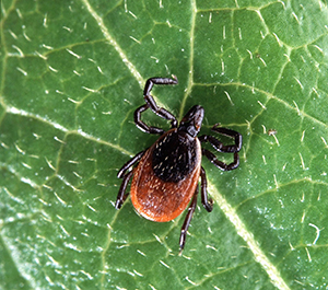 deer tick