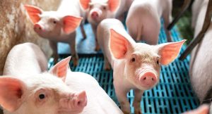 group of pigs