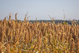 CoverCrop-web