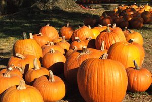 pumpkins for sale in a field