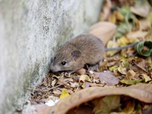 Rodent