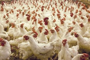 chickens-broilers